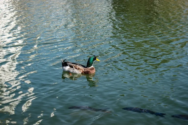 Fishduck Review: What It Is, Features, Safety, and Alternatives